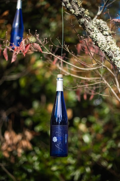 Wine Bottle Trees at Burntshirt Vineyards Hendersonville NC with blue wine bottles hanging from trees
