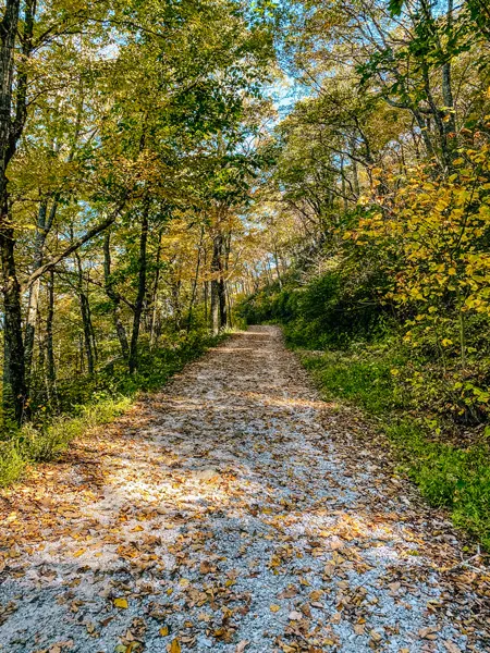 Bearwallow Mountain Access Road with leaves on gravel road surrounded by green trees
