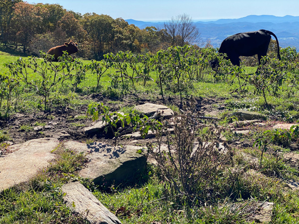 Bearwallow Mountain Meadow With Cows