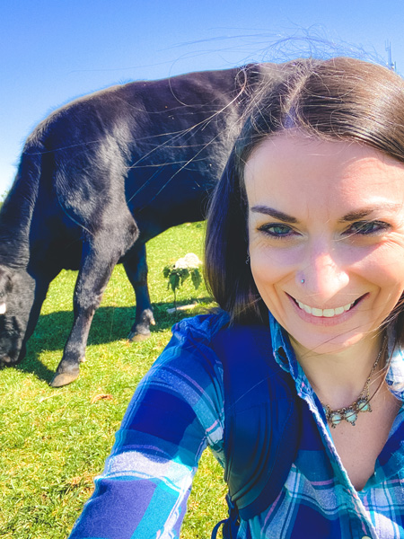 Cow at Bearwallow Mountain NC with white brunette female and black cow behind her