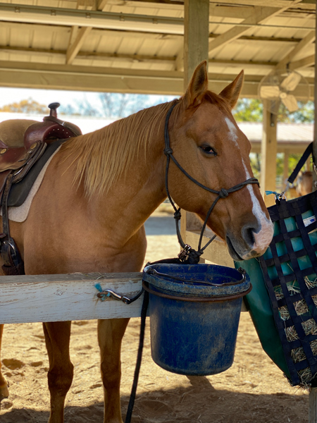 Horse in Biltmore Stables