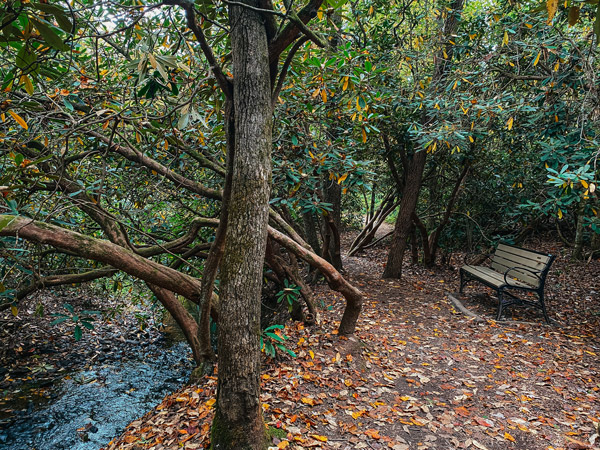 A bench by water under a tree at The NC Arboretum in Asheville