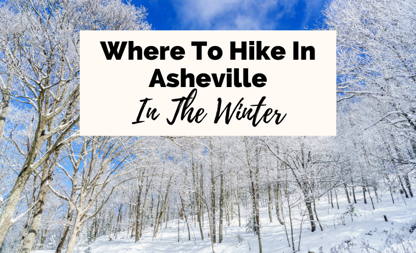 Winter Hikes Near Asheville with snowy trees at Bearwallow Mountain