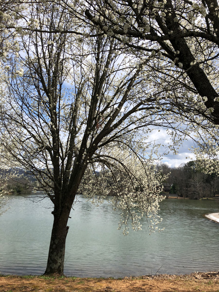 Beaver Lake Picnic Asheville NC