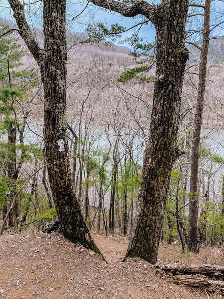 Lovers Leap Hike Appalachian Trail White Blazes with two trees and French Broad River