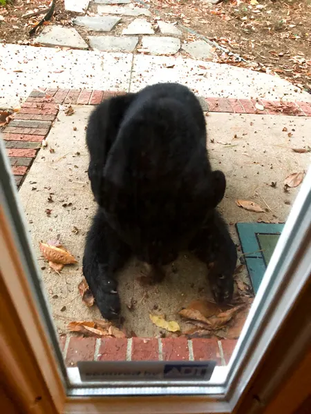 Asheville black bear playing with leaves on the front stoop as seen through doorway