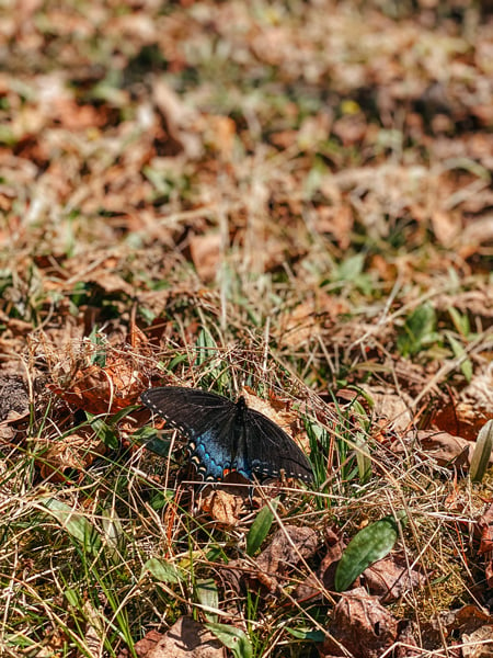 Blue and Black butterfly in grass along Pink Beds Trail Loop