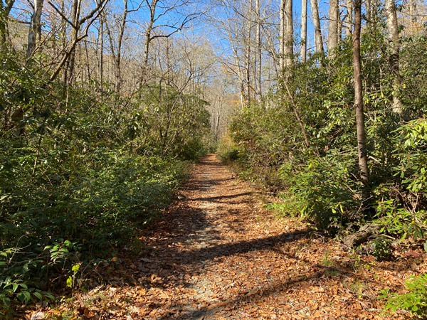 Daniel Ridge Loop Trail For Mountain Biking Near Asheville with trail surrounded by green trees