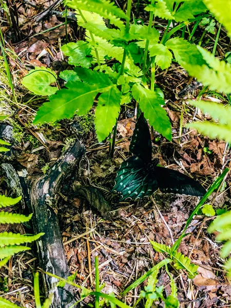 Green Butterfly on the ground with green leaves Little Butt Big Butt Hike