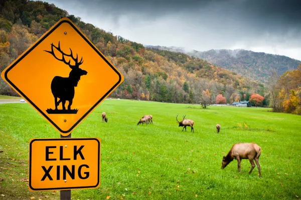 Elk at Oconaluftee Visitor Center Smoky Mountains with elk grazing in a field and fall foliage