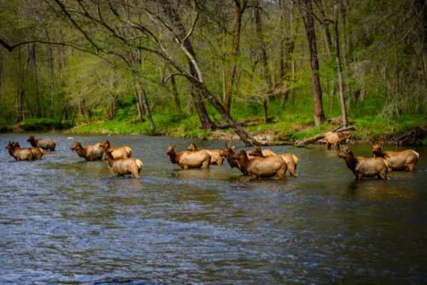 14 Elk in Oconaluftee River