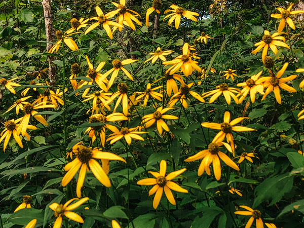 Little Butt Trail Blue Ridge Parkway NC with yellow wildflowers