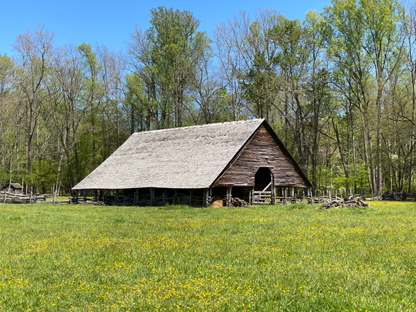 Mountain Farm Museum Great Smoky Mountains Cherokee, NC with green grass filled with yellow flowers and blue sky