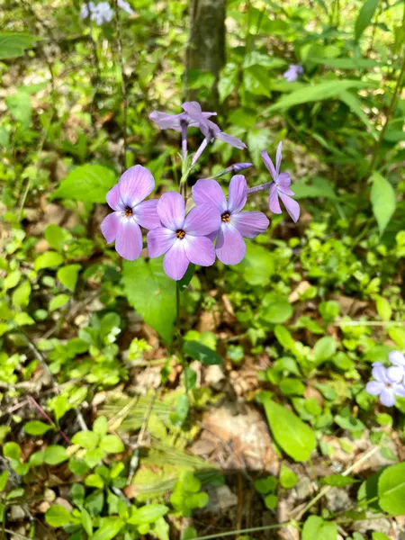 Purple wildflowers on Oconaluftee River Trail