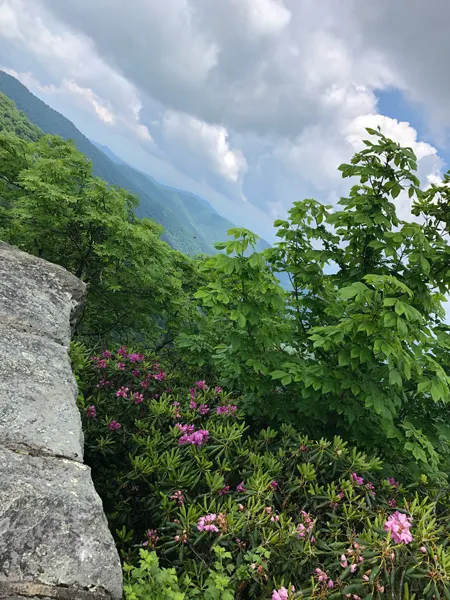 Craggy Gardens Visitor Center views with purple Catawba rhododendrons and Blue Ridge Mountains with rock ledge