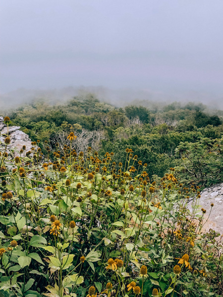 Craggy Pinnacle Hike Spring fog over trail with green grass and yellow wildflowers along BRP near Asheville, North Carolina