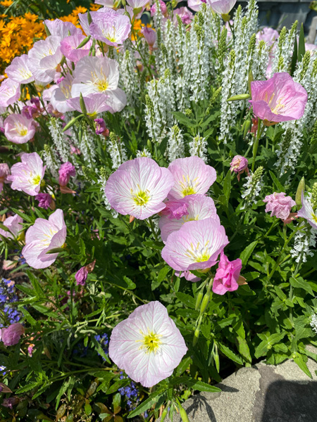 Lake Lure Flowering Bridge Pink Flowers with yellow middles and bright green stems