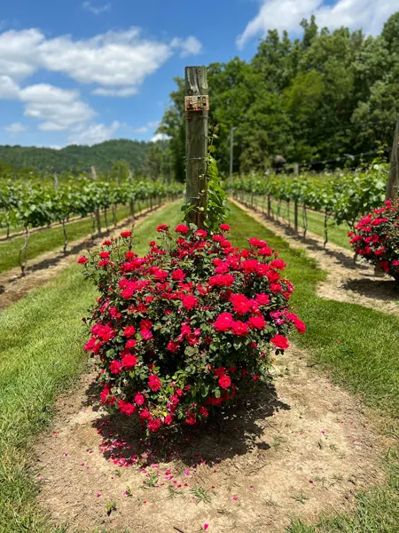 Souther Williams Vineyard NC with bright pink blooms in front of row of grapevines
