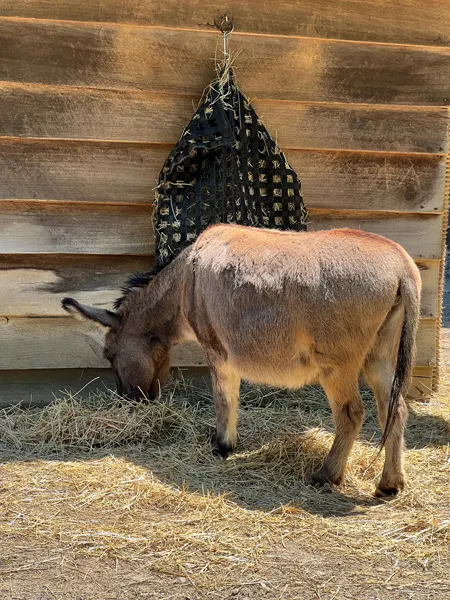 WNC Nature Center Sicilian Donkey eating hay bale