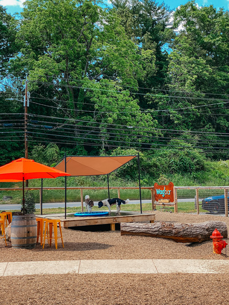 Wagbar Dog Park Bar Weaverville NC with dogs playing in a fountain