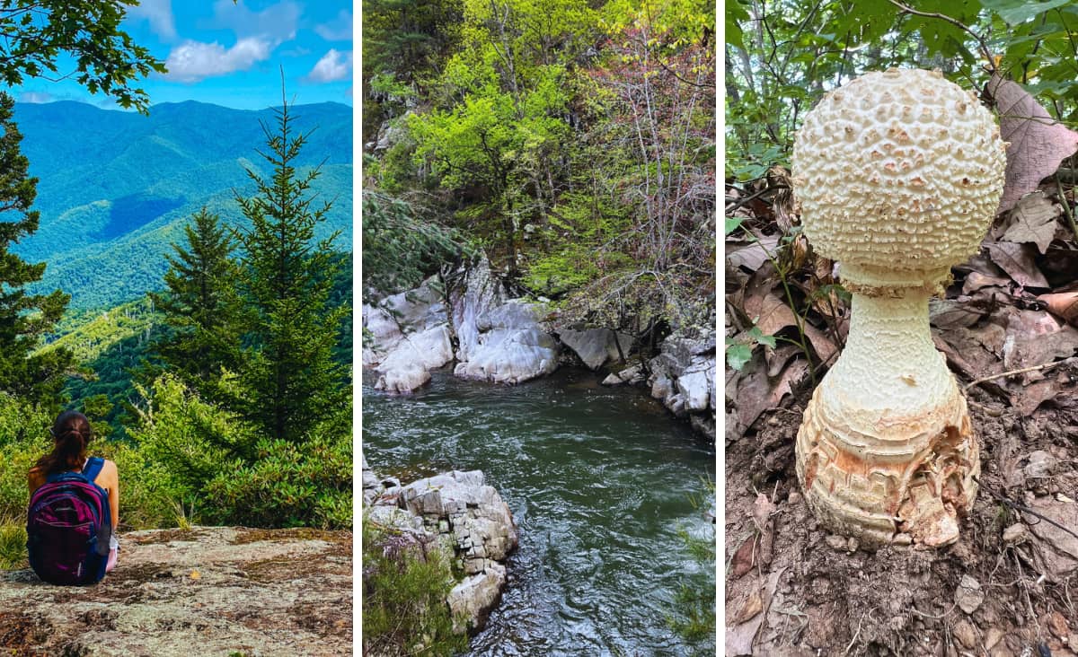 Asheville Hiking Trails collage