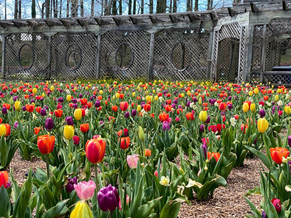 Biltmore Blooms Asheville NC with red, yellow, and purple tulips in walled garden with wooden trellis