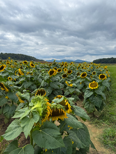 Biltmore Estate and Blue Ridge Mountains