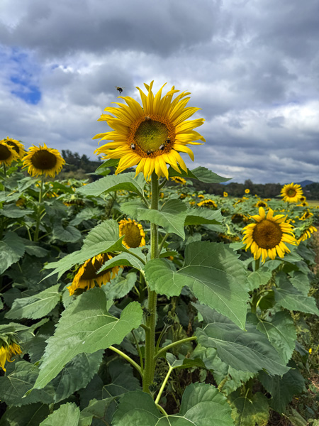 Biltmore Estate Sunflowers