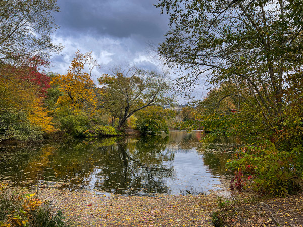 Biltmore Estate's Lagoon Trail in Asheville, NC during the fall with lake surrounded by red, green, and yellow fall foliage trees with fallen leaves in water and Biltmore House in the background