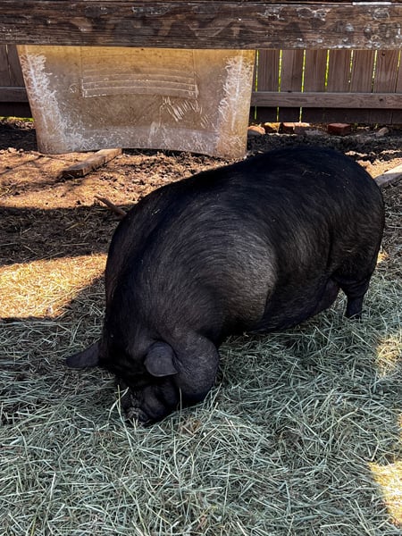 Large and black pot bellied pig grazing at Bush Farmhouse in Black Mountain, NC
