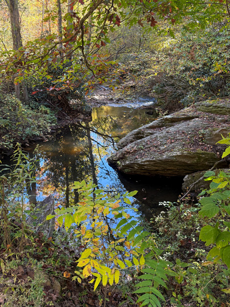NC Arboretum Stream Along Trail