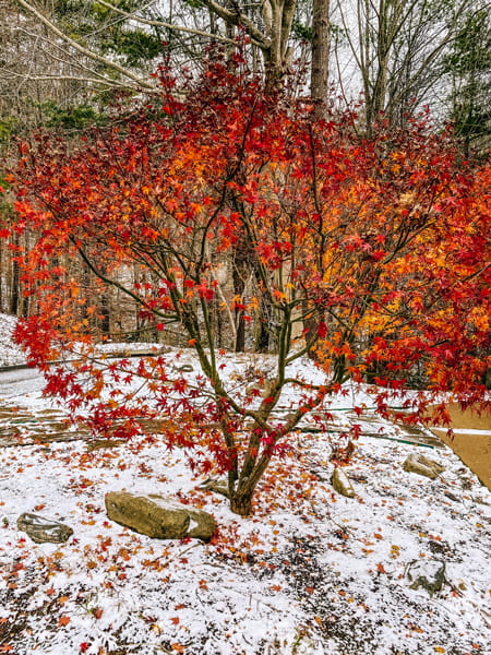 Asheville Fall Color Forecast Asheville Festivals with fall foliage tree full of reds and oranges with light dusting of snow