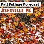 Asheville Fall Festivals Foliage Color Forecast Pinterest Pin with with red, yellow and orange leaves on ground with dusting of snow