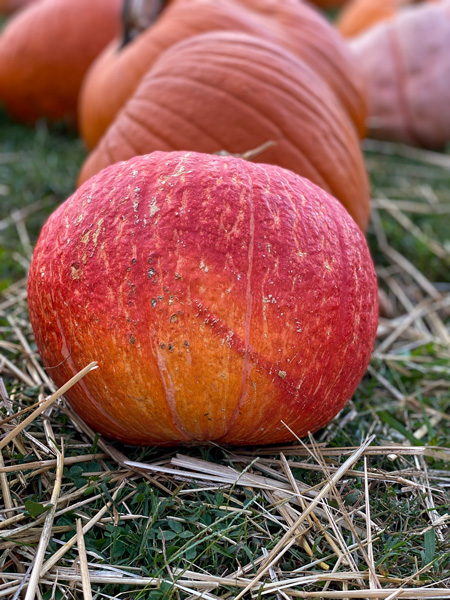 Pumpkin Patch in North Asheville NC with orange-red pumpkin