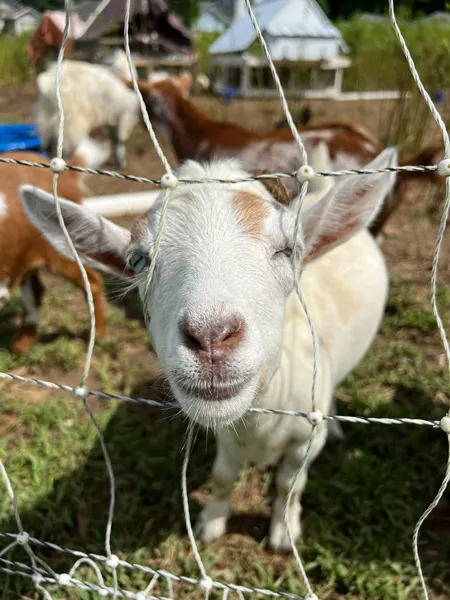 Sideways Farm & Brewery Etowah NC Goat sticking its head through wire fence