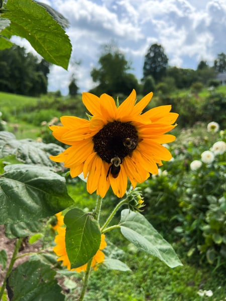 Sideways Farm & Brewery Etowah NC U pick flowers with giant sunflower with two bubble bees in it