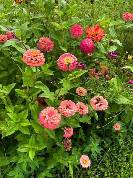 Sideways Farm & Brewery Etowah NC with pink flowers on farm with green steams and insects on them