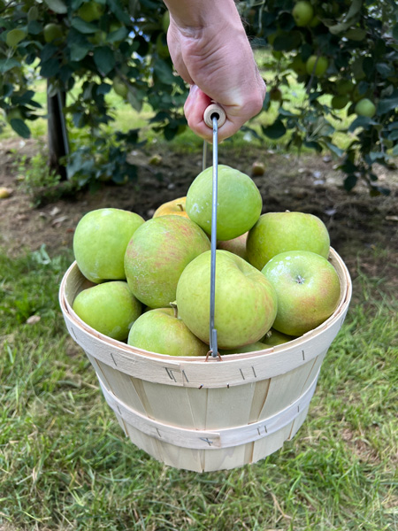 Apple picking basket at Jeter Mountain Farm