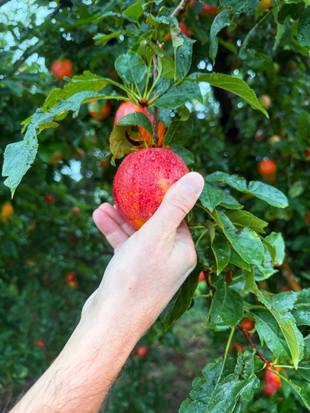 Apple picking at Sky Top Orchard