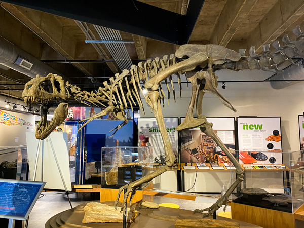 Dinosaur bones surrounded by exhibits at Asheville Museum of Science