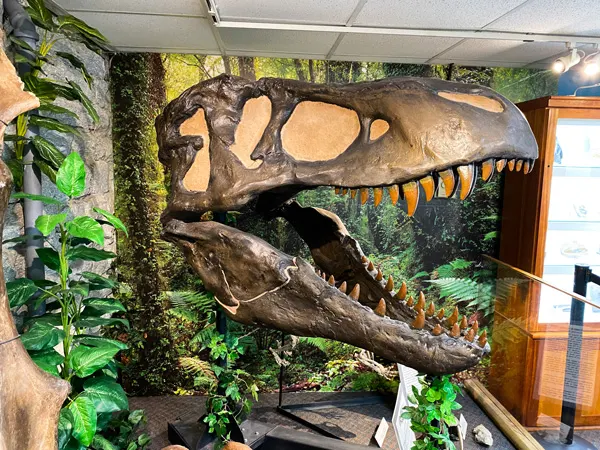 Hendersonville Mineral and Lapidary Museum with skeleton skull of T-Rex dinosaur