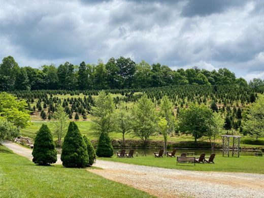 Asheville christmas tree lot