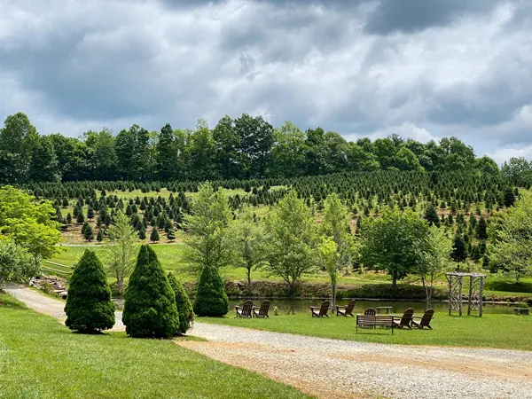 Red Barn Tree Farm Linville Falls Winery a Christmas tree farm near Asheville with rows of tiny green trees