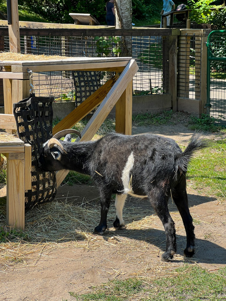 WNC Nature Center Asheville Goat with black and white coloring and large horns