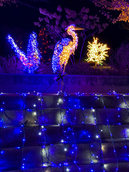 Bird holiday lights Asheville Arboretum over light created 'waterfall'