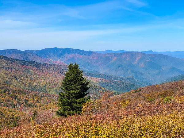 Black Balsam via Art Loeb Trail with green tree in colorful blue mountains with foliage