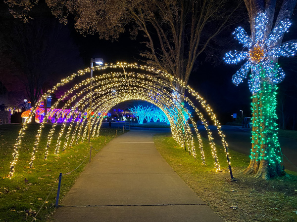 Lights display tunnel Winter Lights Asheville arboretum with yellow light tunnel and sunflower light display