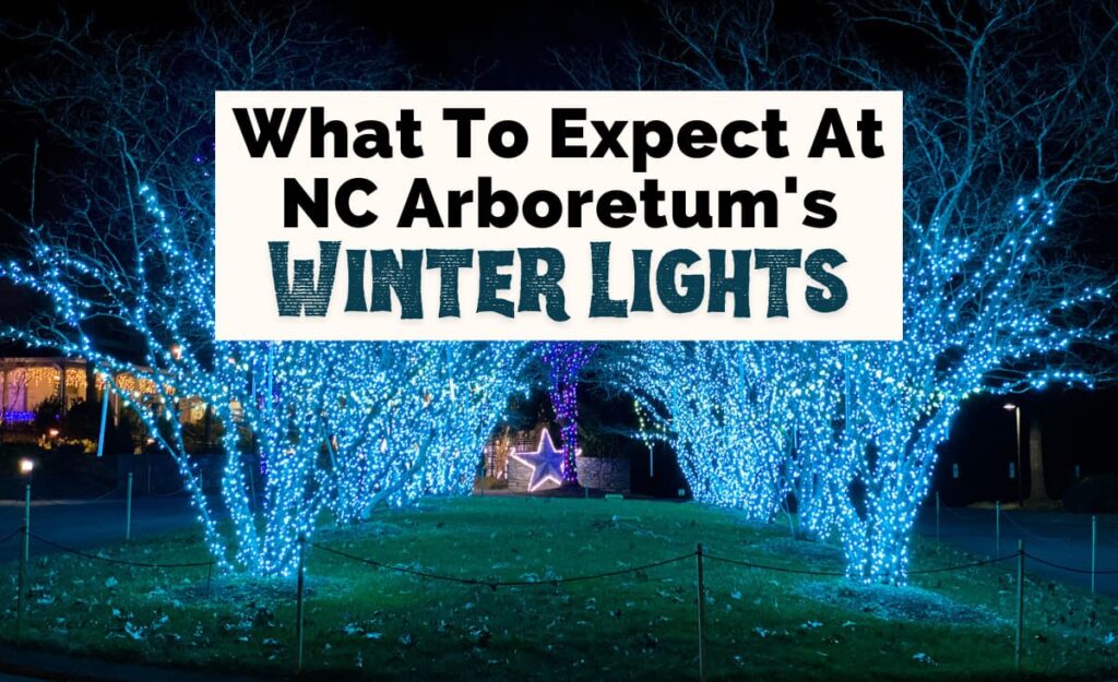 NC Arboretum Winter Lights in Asheville, NC with light blue lights on tree and lit purple star in the middle