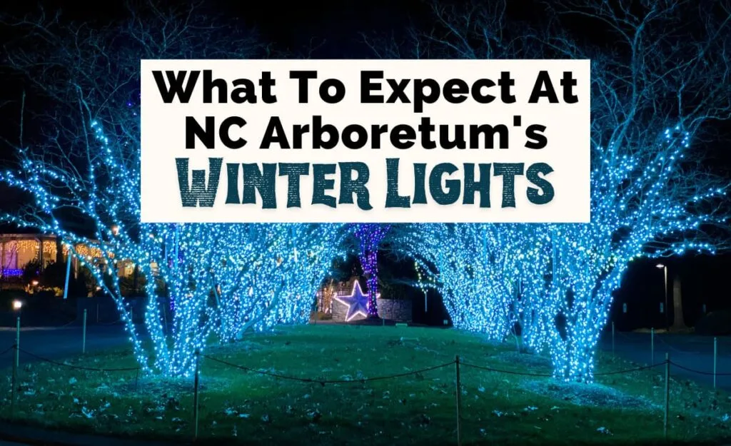 NC Arboretum Winter Lights in Asheville, NC with light blue lights on tree and lit purple star in the middle