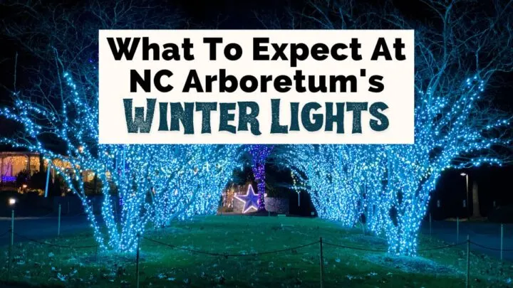 NC Arboretum Winter Lights in Asheville, NC with light blue lights on tree and lit purple star in the middle